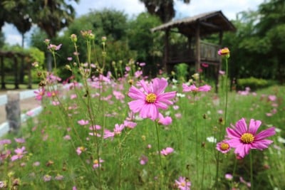 บรรยากาศ The Blooms Orchid Park