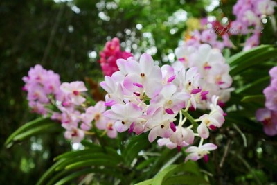 บรรยากาศ The Blooms Orchid Park