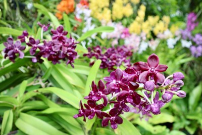 บรรยากาศ The Blooms Orchid Park