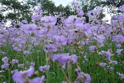 ทุ่งดอกหงอนนาค สวนศักดิ์สุภา
