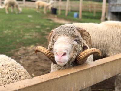 Primo Piazza (พรีโม่เพียซซ่า)