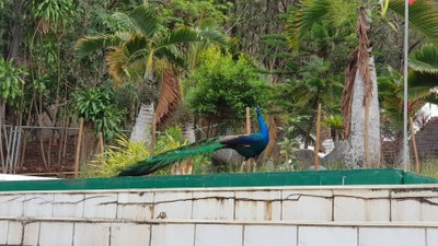 นกยูงในวัดเยอะมาก