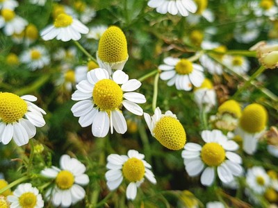 ม่อนแจ่ม