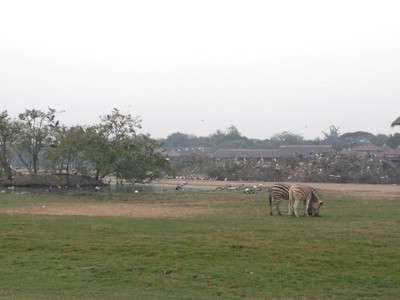 บรรยากาศ ซาฟารีเวิลด์