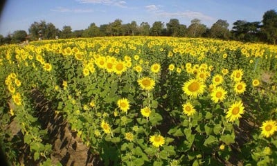บรรยากาศ ทุ่งทานตะวันสีทองหนองทึง