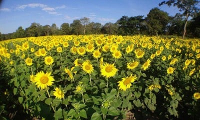 บรรยากาศ ทุ่งทานตะวันสีทองหนองทึง