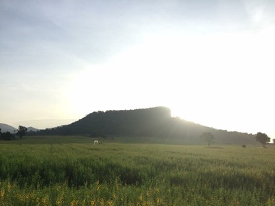 ทุ่งปอเทือง ไร่ธรรมชัย