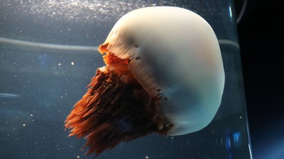 บรรยากาศ Osaka Aquarium Kaiyukan
