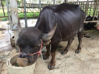 หมู่บ้านอนุรักษ์ควายไทย