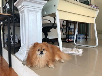 น้องหม่เจ้าของร้านค่ะ