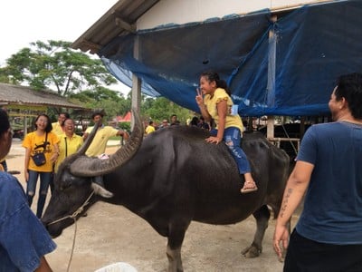 หมู่บ้านอนุรักษ์ควายไทย