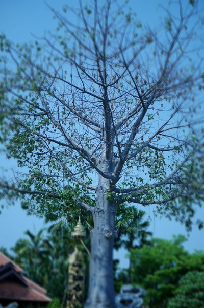 บริเวณโดยรอบ