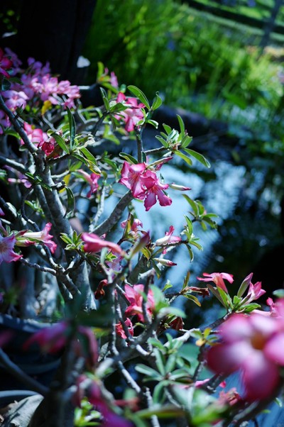 บริเวณโดยรอบ