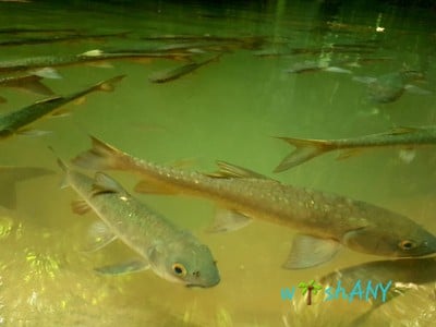 บรรยากาศ อุทยานแห่งชาติน้ำตกพลิ้ว