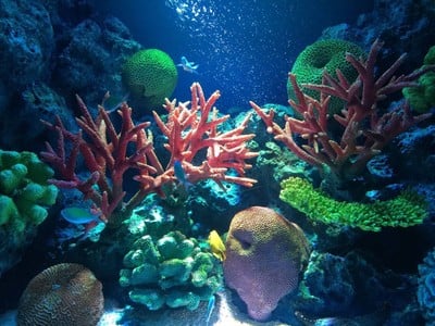 บรรยากาศ Sea Life Bangkok Ocean World