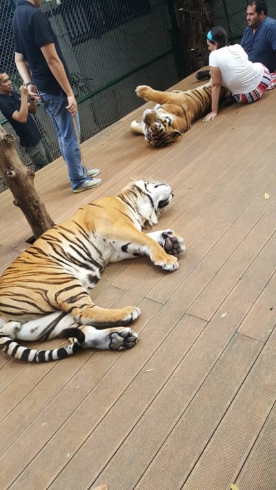 Tiger Kingdom