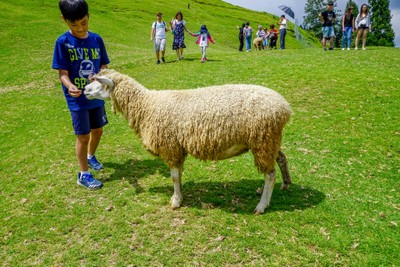 แกะถูกปล่อยมาเดินอิสระ