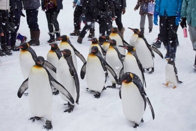 แปลงขบวนบาง