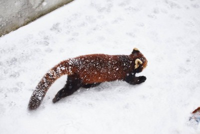 แพนด้าแดง