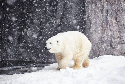 พาเลทเพนกวิน Asahikawa Zoo!!!!!!!!!!!!