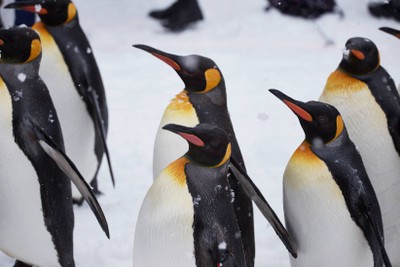 พาเลทเพนกวิน Asahikawa Zoo!!!!!!!!!!!!