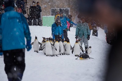 พาเลทเพนกวิน Asahikawa Zoo!!!!!!!!!!!!