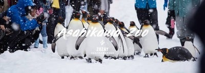พาเลทเพนกวิน Asahikawa Zoo!!!!!!!!!!!!