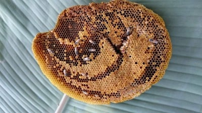 แอ๊บผึ้ง 