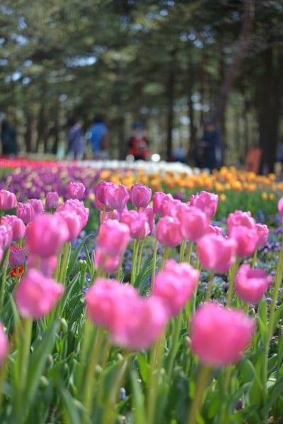 Hitachi Seaside Park