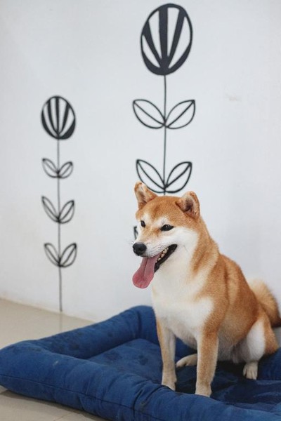พอเทล