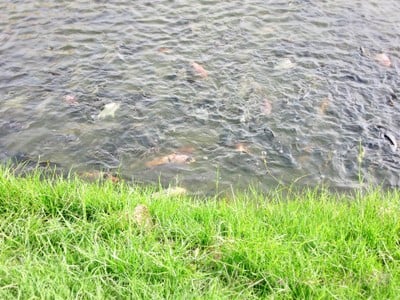 บรรยากาศ เจดีย์มหามงคลบัว