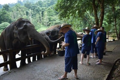 ปางช้างแม่แตง