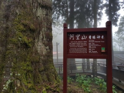 Sacred Tree