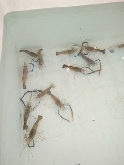 กุ้งสดๆ