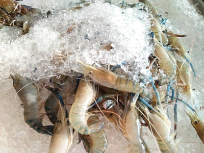 กุ้งสด