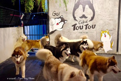 Cafe' et TouTou