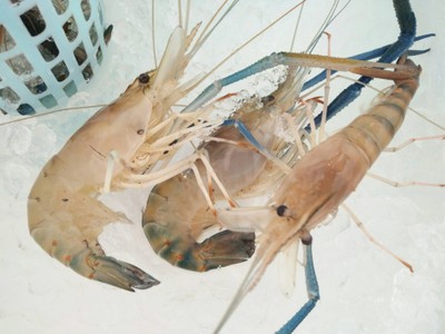 กุ้ง