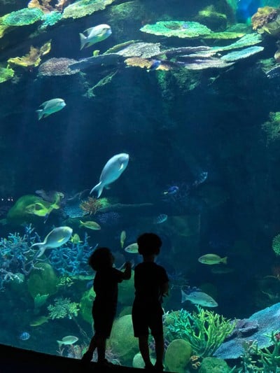 Sea Life Bangkok Ocean World