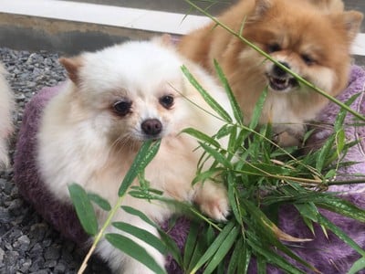 วิธีทำ คัพเค้กบราวนี่ Cupcake 