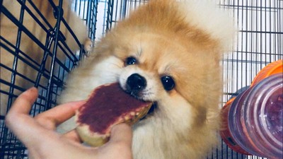 วิธีทำ คอปเปะปัง ขนมปังญี่ปุ่น