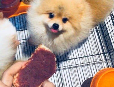 วิธีทำ คอปเปะปัง ขนมปังญี่ปุ่น