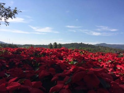 เทศกาลต้นคริสมาสต์ภูเรือ