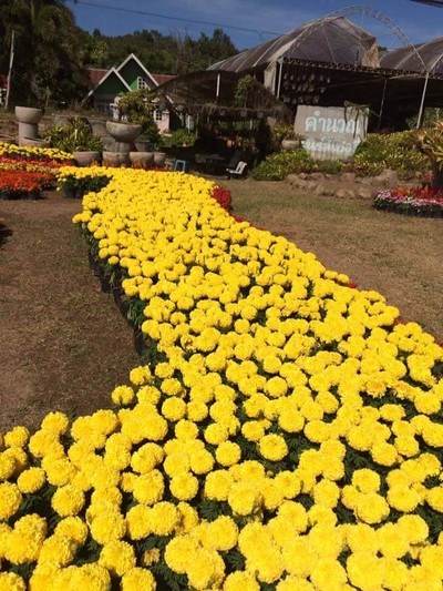 เทศกาลต้นคริสมาสต์ภูเรือ