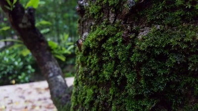 บรรยากาศ ศูนย์วิจัยป่าชายเลนหงาว