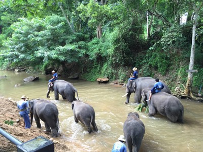 ปางช้างแม่สา