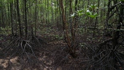 บรรยากาศ ศูนย์วิจัยป่าชายเลนหงาว