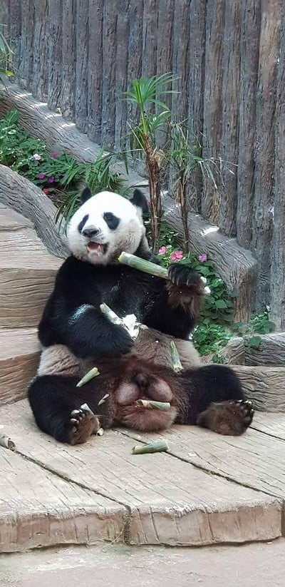 สวนสัตว์เชียงใหม่