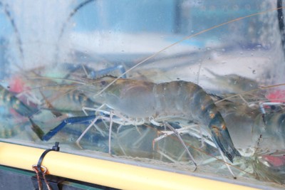 กุ้งตะกร้าเศรษฐี ภูเก็ต