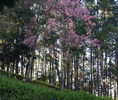 สถานีวิจัยเกษตรที่สูงสันป่าเกี๊ยะ สถานีวิจัยเกษตรที่สูงสันป่าเกี๊ยะ