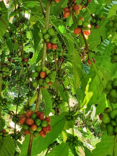 ก้องวัลเลย์